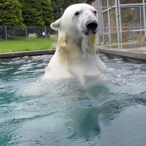 polar-bear-water_1935309i